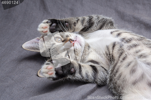 Image of Playful young gray striped kitten lying on grey