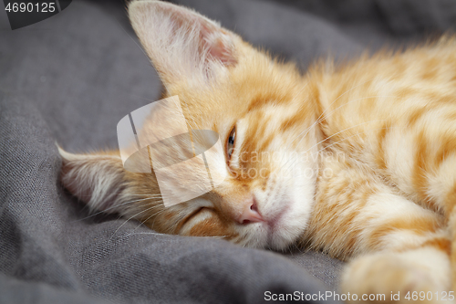 Image of Portrait of young red kitten falls asleep