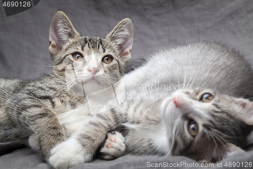 Image of A pair of playful young gray striped kittens lying on grey