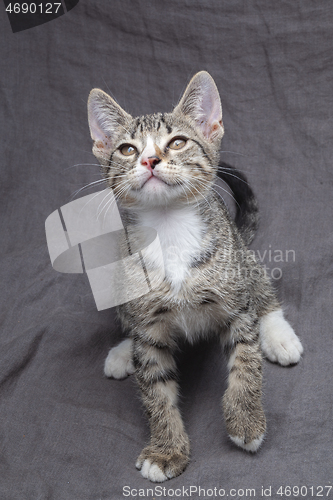 Image of Playful young gray striped kitten lying on grey