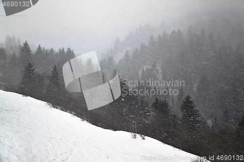 Image of Winter forest snow storm and fog
