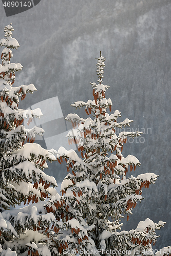 Image of Winter Landscape with Trees, Falling Snow