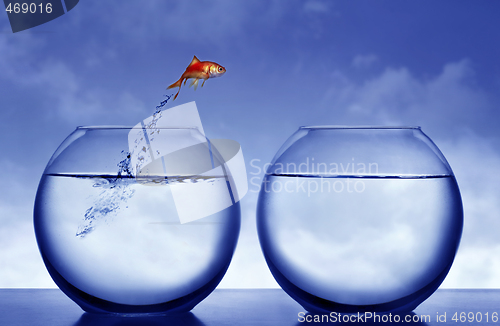 Image of goldfish jumping out of the water