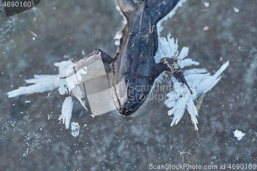 Image of Frozen frog on ice