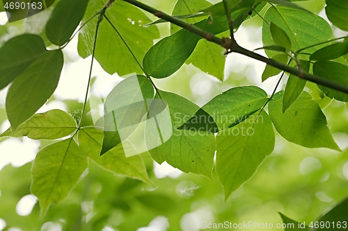 Image of Green Leaves of Spring