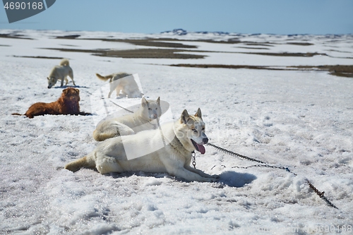 Image of Dog sledge having a stop