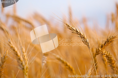 Image of Wheat field detail