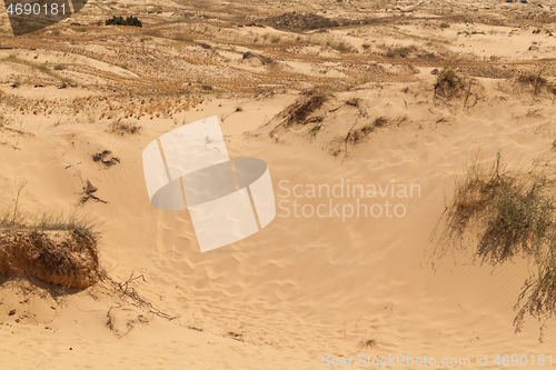 Image of Desert with dry grass and limited vegetation.