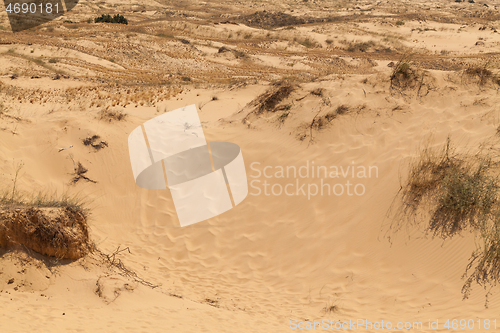 Image of Desert with dry grass and limited vegetation.