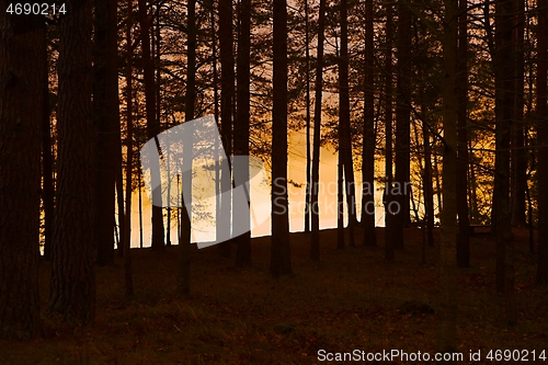 Image of Forest Twilight Background