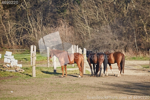 Image of Horses on a farm