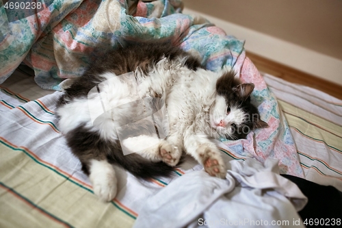 Image of Lazy cat in a bed