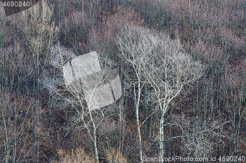 Image of Bare treebranches in late autumn woods