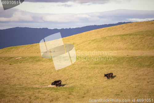 Image of sunset landscape with cows