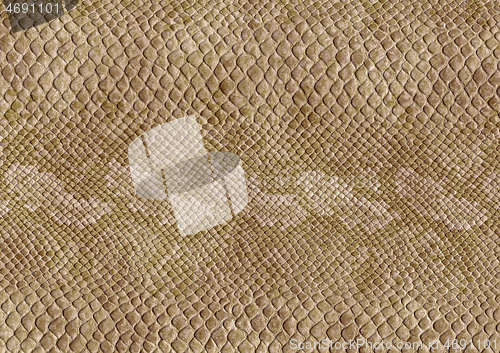 Image of reptile skin surface