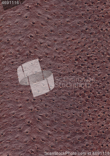 Image of ostrich leather surface