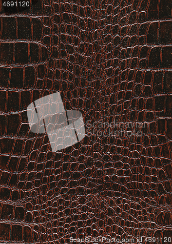 Image of reptile skin surface