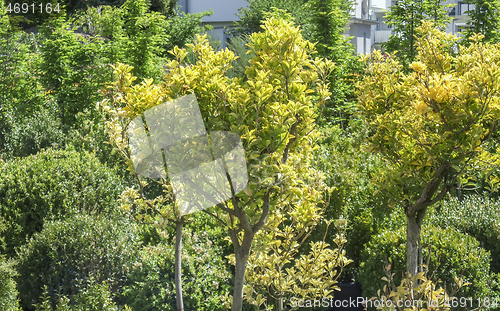 Image of sunny foliage detail