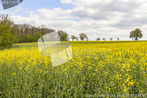 Image of field of rapeseed at spring time