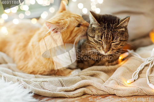 Image of two cats lying on window sill with blanket at home