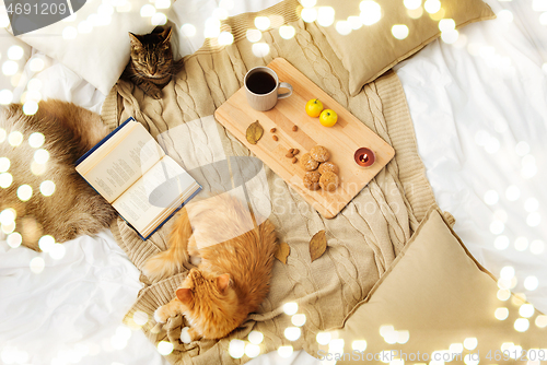 Image of two cats lying on blanket at home in autumn