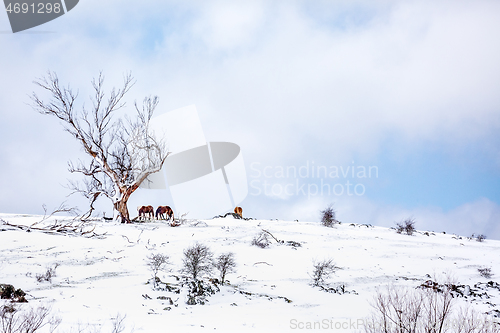 Image of Horses on a hill in a field covered in fresh snow