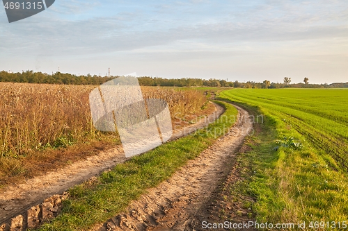 Image of Agircutural field with dirt road