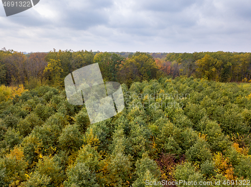 Image of Panoramic landscape from a drone above young forest in autumn colors.