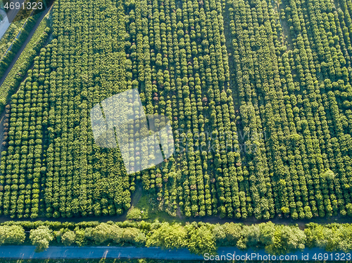 Image of Aerial view from a drone above trees plantation on a summer sunny day.