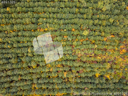 Image of Aerial view from a drone above autumn forest from young trees.