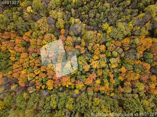 Image of Aerial autumn landscape from colorful trees in the forest area.