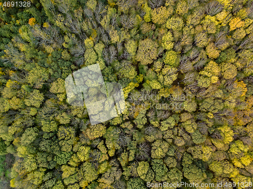 Image of Aerial view from a drone above trees plantation on a summer sunny day.