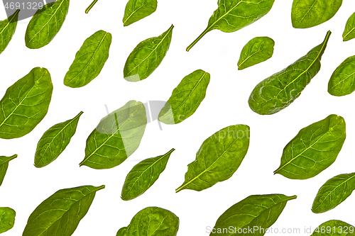 Image of Horizontal pattern from spinach green natural organic leaves on a white background.