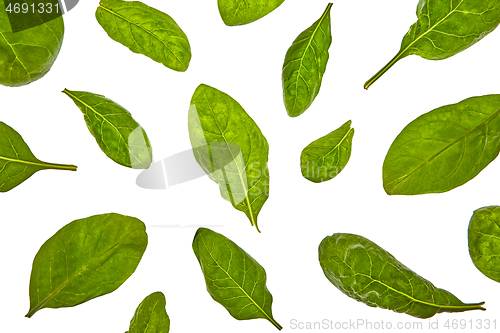 Image of Plant pattern from spinach green natural organic leaves on a white background.