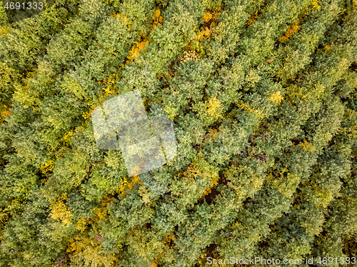 Image of Top aerial view from a drone above autumn forest from young trees.