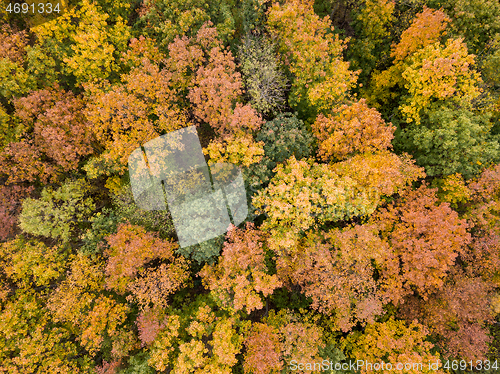 Image of Aerial woods view from a drone in autumn yellow, orange and green colors.