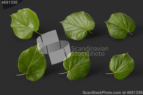 Image of Plant pattern from fresh natural green tilia leaves on a black background.