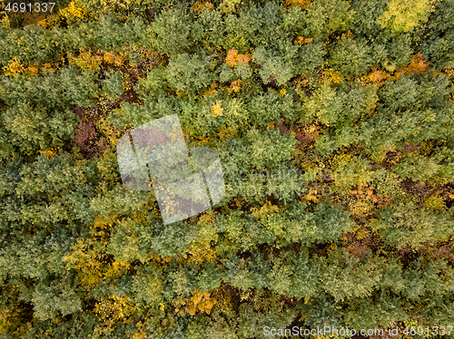 Image of Aerial view from a drone above forest plantation from young trees.