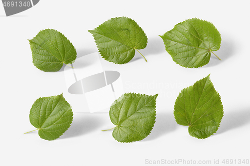 Image of Natural set from fresh organic textured leaves of linden tree on a white background.