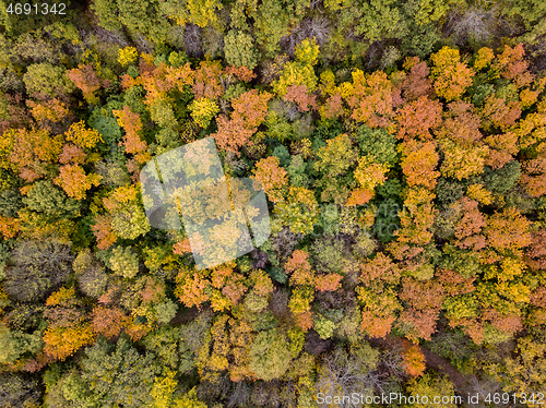 Image of Aerial view from a drone above the forest with trees in autumn colors.