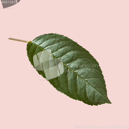 Image of Close up view of natural textured green leaf of a cherry tree on a pink background.