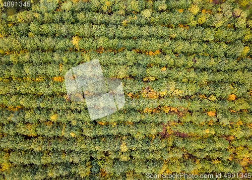 Image of Bird-eye view from a drone above forest plantation from young trees.