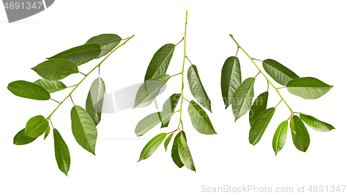 Image of Cherry twigs of fresh natural organic green leaves on a white background.