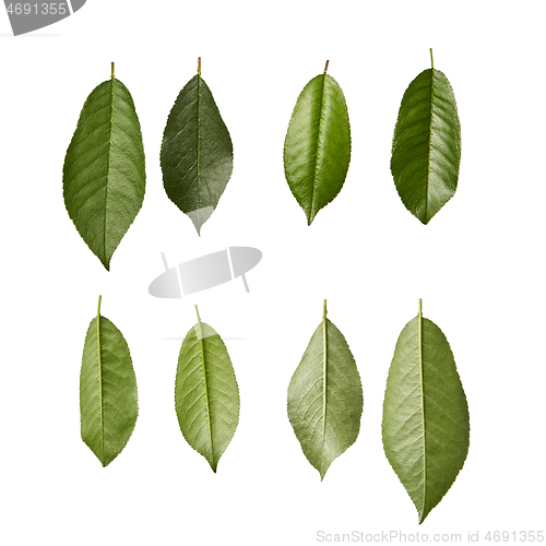 Image of Cherry fresh natural organic green leaves pattern on a white background.