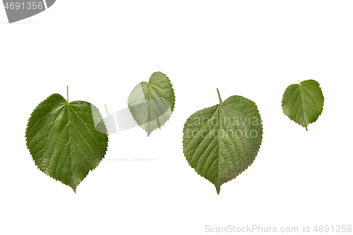 Image of Plant set from fresh organic textured leaves of tilia tree on a white background.