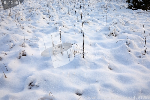 Image of First snow on a meadow