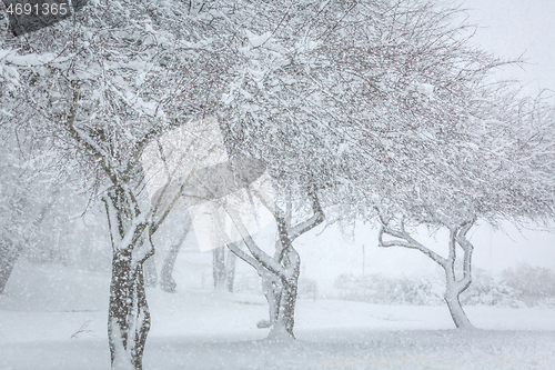 Image of Three snow covered trees in falling snow