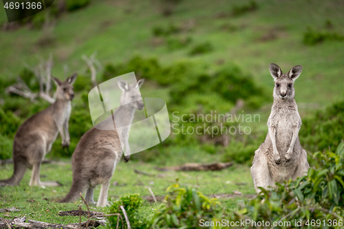 Image of Kangaroos in Australian bushland