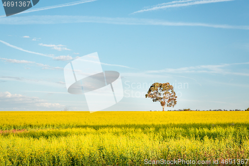 Image of Canola fields landscape with pretty blue sky