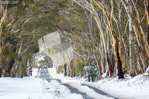 Image of Snow drifts and snowgum tunnel